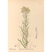 Reproduktion af maleriet af medicinske planter Pl083 - Charles Frederick Millspaugh