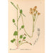 Plantes médicinales Pl085 - Charles Frederick Millspaugh — visning af kunstværket