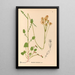 Plantes médicinales Pl085 - Charles Frederick Millspaugh — indrammet kunstværk på væggen