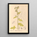 Reproduktion af maleriet af medicinske planter Pl088 - Charles Frederick Millspaugh