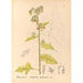 Reproduktion af maleriet af medicinske planter Pl088 - Charles Frederick Millspaugh