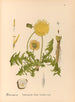 Plantes médicinales Pl. 089 - Charles Frederick Millspaugh — visning af kunstværket