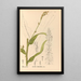 Reproduktion af maleriet Plantes médicinales Pl090 - Charles Frederick Millspaugh