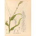Reproduktion af maleriet Plantes médicinales Pl090 - Charles Frederick Millspaugh