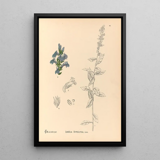 Charles Frederick Millspaugh - Medicinal Plants Pl092.webp