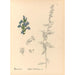 Reproduktion af maleriet af medicinske planter Pl092 - Charles Frederick Millspaugh