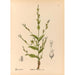 medicinske planter Pl093 - Charles Frederick Millspaugh — visning af kunstværket