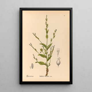 Charles Frederick Millspaugh - Medicinal Plants Pl093.webp
