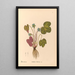 Reproduktion af maleriet af medicinske planter Pl095 - Charles Frederick Millspaugh