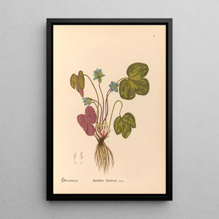 Charles Frederick Millspaugh - Medicinal Plants Pl095.webp
