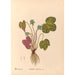 Reproduktion af maleriet af medicinske planter Pl095 - Charles Frederick Millspaugh