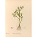 medicinske planter Pl096 - Charles Frederick Millspaugh — visning af kunstværket