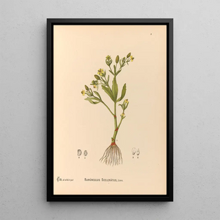 Charles Frederick Millspaugh - Medicinal Plants Pl096.webp