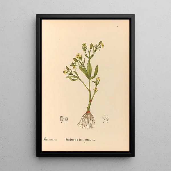 Charles Frederick Millspaugh - Medicinal Plants Pl096.webp