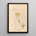 Reproduktion af maleriet af medicinske planter Pl097 - Charles Frederick Millspaugh