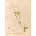 Reproduktion af maleriet af medicinske planter Pl097 - Charles Frederick Millspaugh