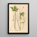 Reproduktion af maleriet af medicinske planter Pl099 - Charles Frederick Millspaugh