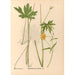 Reproduktion af maleriet af medicinske planter Pl099 - Charles Frederick Millspaugh