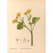 Reproduktion af maleriet af medicinske planter Pl100 - Charles Frederick Millspaugh