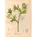 medicinske planter Pl101 - Charles Frederick Millspaugh — visning af kunstværket