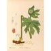 Reproduktion af maleriet af medicinske planter Pl102 - Charles Frederick Millspaugh
