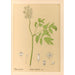 medicinske planter Pl103 - Charles Frederick Millspaugh — visning af kunstværket