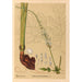 Plantes médicinales Pl104 - Charles Frederick Millspaugh — visning af kunstværket