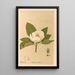 Reproduktion af maleriet af medicinske planter Pl105 - Charles Frederick Millspaugh