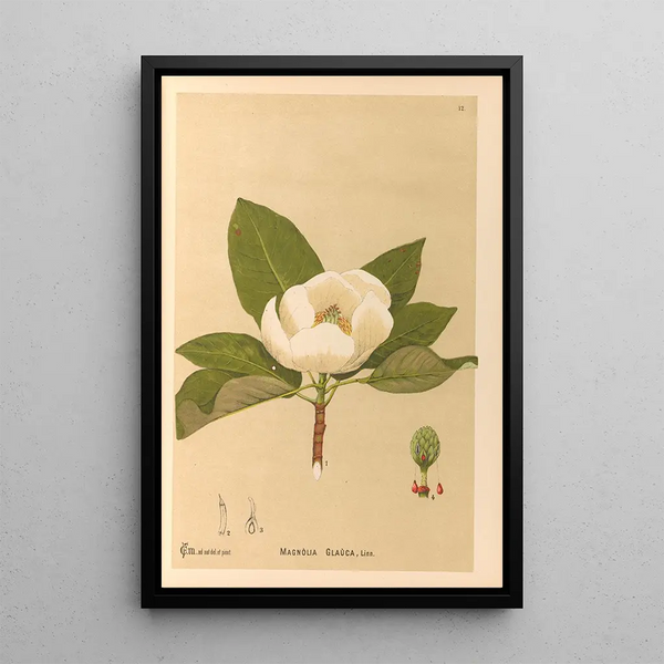 Charles Frederick Millspaugh - Medicinal Plants Pl105.webp