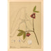 Plantes médicinales Pl106 - Charles Frederick Millspaugh — visning af kunstværket