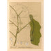 Reproduktion af maleriet af medicinske planter Pl107 - Charles Frederick Millspaugh