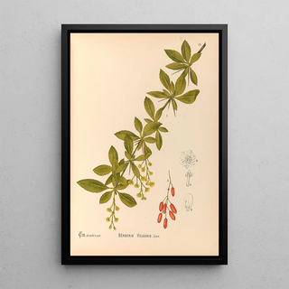 Charles Frederick Millspaugh - Medicinal Plants Pl108.webp