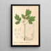 Reproduktion af maleriet Plantes médicinales Pl109 - Charles Frederick Millspaugh