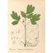 Reproduktion af maleriet Plantes médicinales Pl109 - Charles Frederick Millspaugh