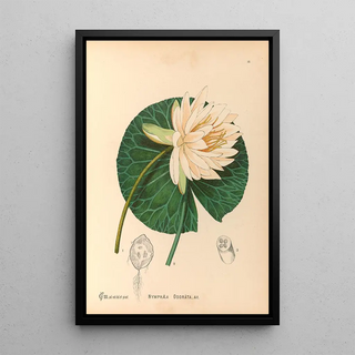 Charles Frederick Millspaugh - Medicinal Plants Pl111.webp