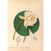 Reproduktion af maleriet af medicinske planter Pl111 - Charles Frederick Millspaugh