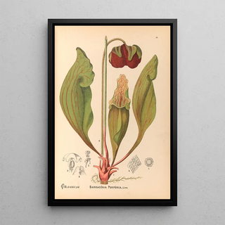 Charles Frederick Millspaugh - Medicinal Plants Pl112.webp