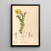 Reproduktion af maleriet af medicinske planter Pl113 - Charles Frederick Millspaugh