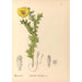Reproduktion af maleriet af medicinske planter Pl113 - Charles Frederick Millspaugh