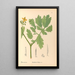 Reproduktion af maleriet af medicinske planter Pl114 - Charles Frederick Millspaugh