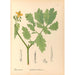 Reproduktion af maleriet af medicinske planter Pl114 - Charles Frederick Millspaugh