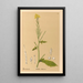 Reproduktion af maleriet af medicinske planter Pl116 - Charles Frederick Millspaugh