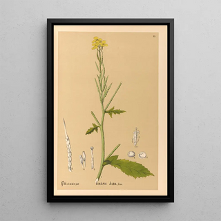 Charles Frederick Millspaugh - Medicinal Plants Pl116.webp