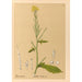 Reproduktion af maleriet af medicinske planter Pl116 - Charles Frederick Millspaugh