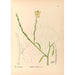 Plantes médicinales Pl117 - Charles Frederick Millspaugh — visning af kunstværket