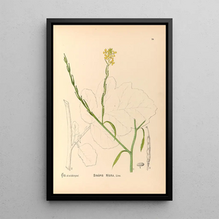 Charles Frederick Millspaugh - Medicinal Plants Pl117.webp
