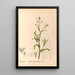 Reproduktion af maleriet Plantes médicinales Pl118 - Charles Frederick Millspaugh