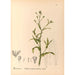 Reproduktion af maleriet Plantes médicinales Pl118 - Charles Frederick Millspaugh