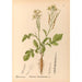 medicinske planter Pl119 - Charles Frederick Millspaugh — visning af kunstværket