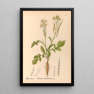Charles Frederick Millspaugh - Medicinal Plants Pl119.webp